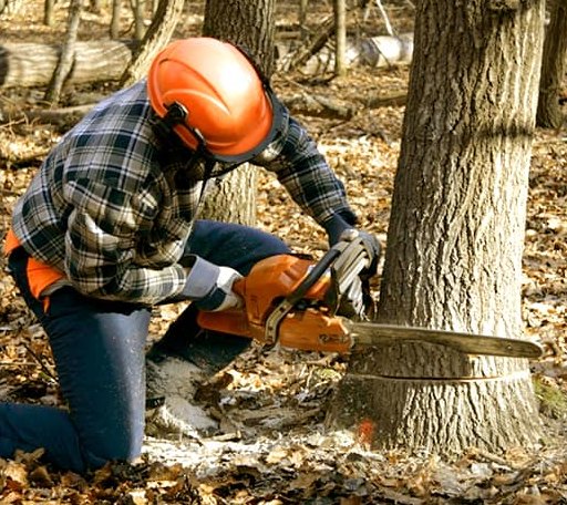 Tree Removal in Chaptico, MD